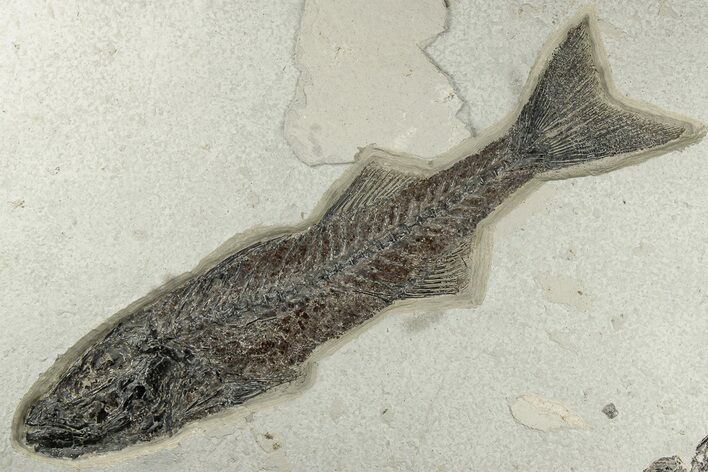 10.7" Uncommon Fish Fossil (Mioplosus) - Wyoming